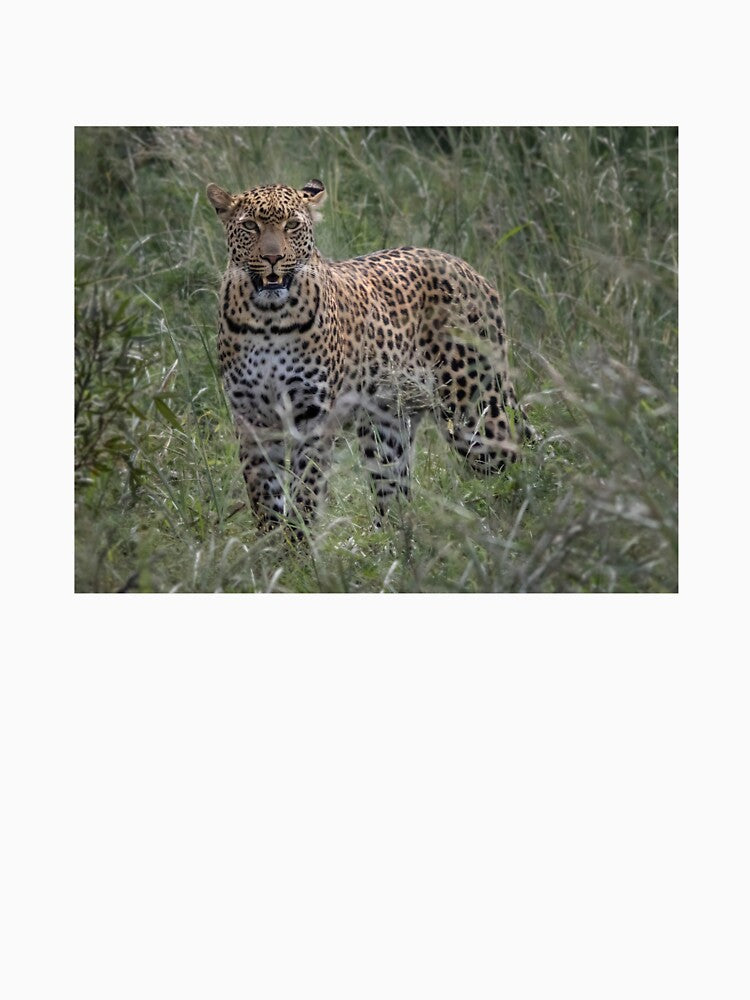 Leopard in the wild of Africa Kruger National Park by RonelBroderick