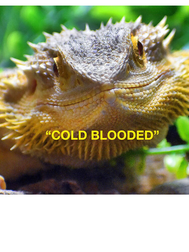 COLD BLOODED by SKIP WILLITS FINE ART