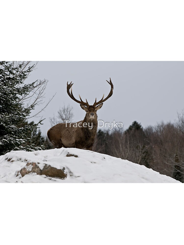 At Last!! by Tracey  Dryka