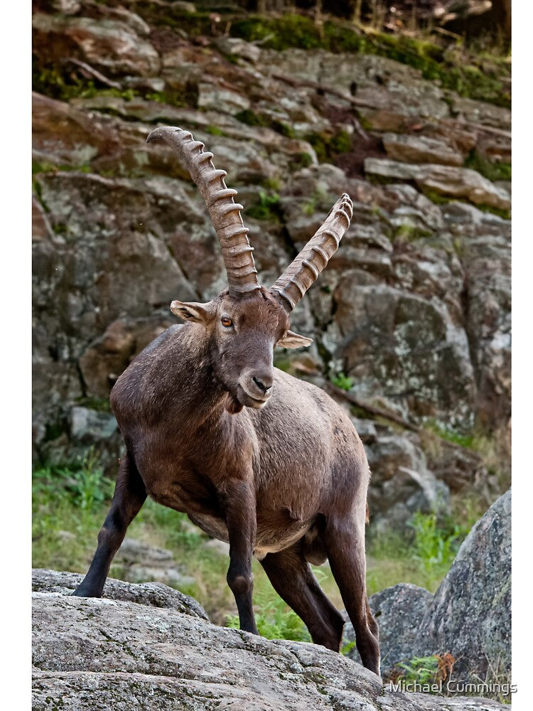 Ibex by Michael Cummings