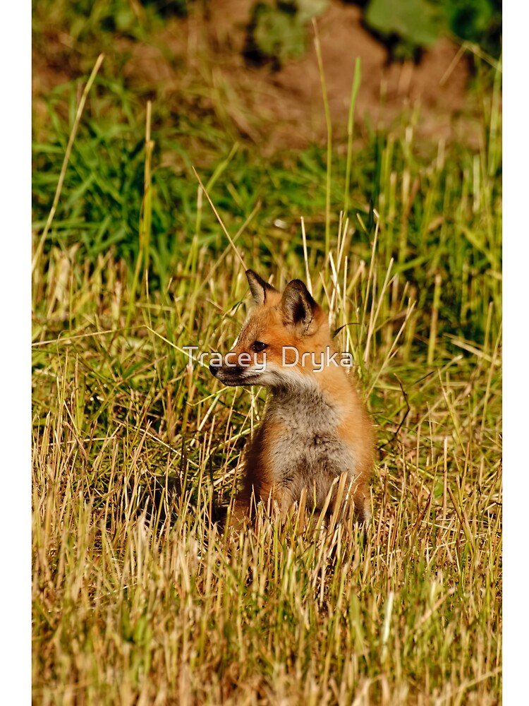 This is my best side!  Red fox kit - Ottawa, Ontario by Tracey  Dryka