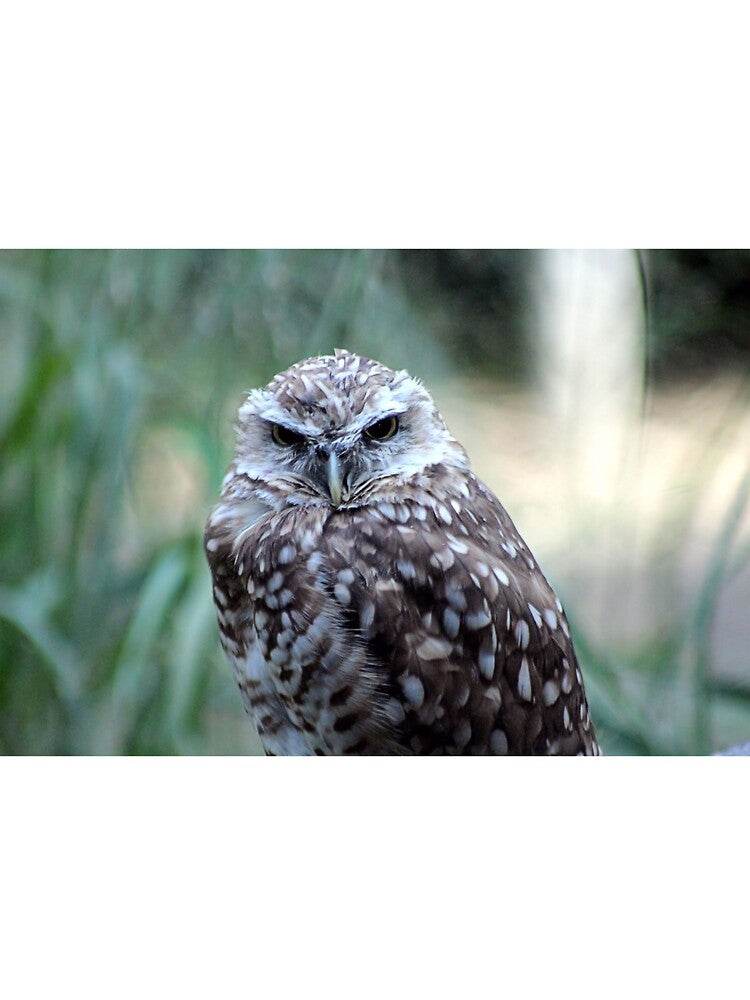 THAT ANGRY LOOK by BOLLA67