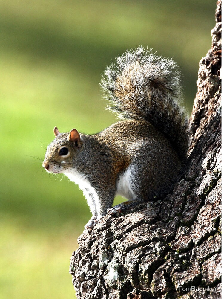 GREY SQUIRREL by TomBaumker