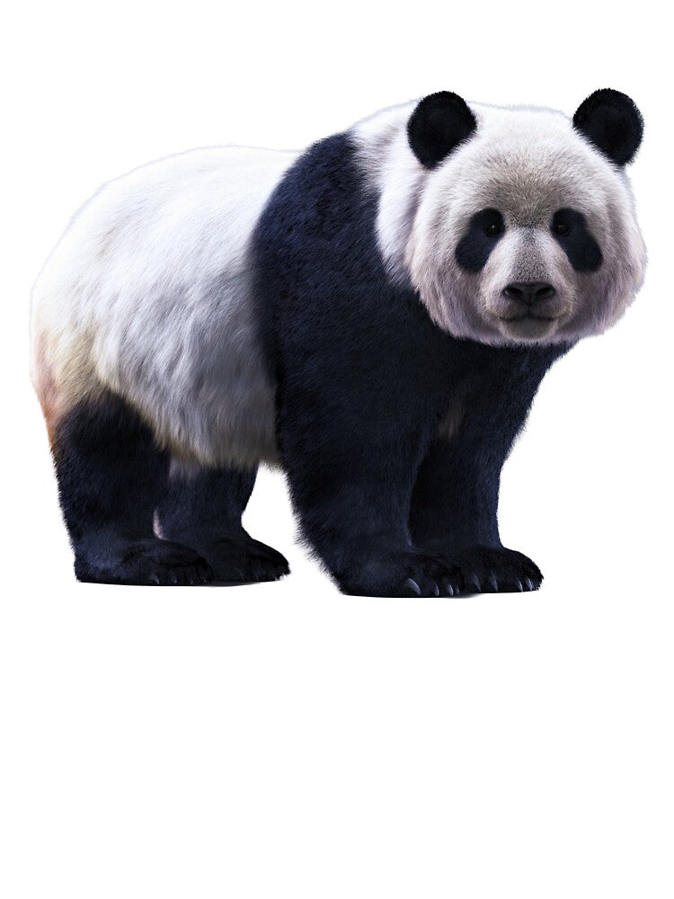 Giant Panda – Realistic Wildlife Portrait by Massimo Righi