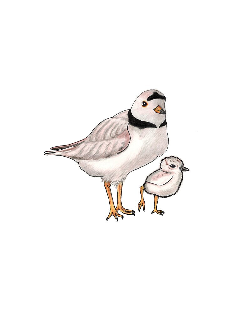Piping Plover with Chick by TannerPeck