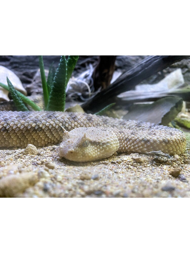 DANGER SIDEWINDER by BOLLA67