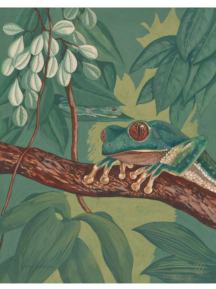 Orange-Eyed Tree Frog by WCS-Archives