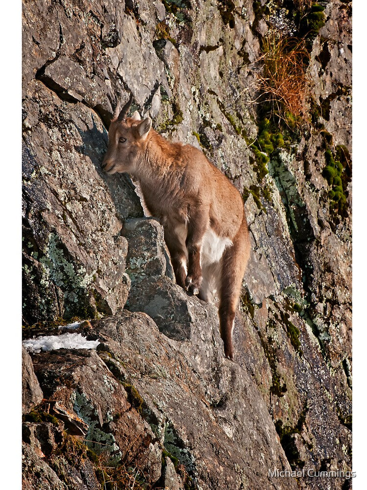 Ibex On Rocks by Michael Cummings