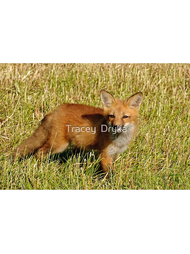 Checking things out!  Red fox kit - Ottawa, Ontario by Tracey  Dryka