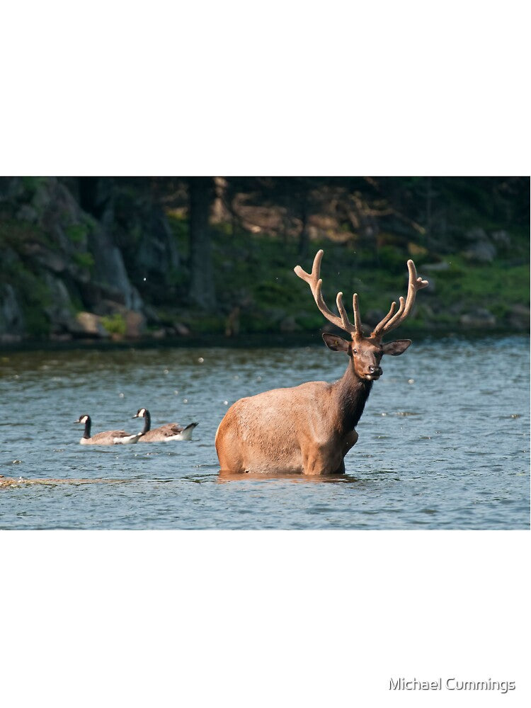 Elk In Pond by Michael Cummings
