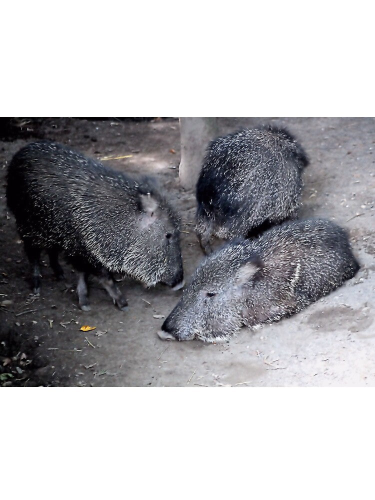 CHACOAN PECCARY by BOLLA67