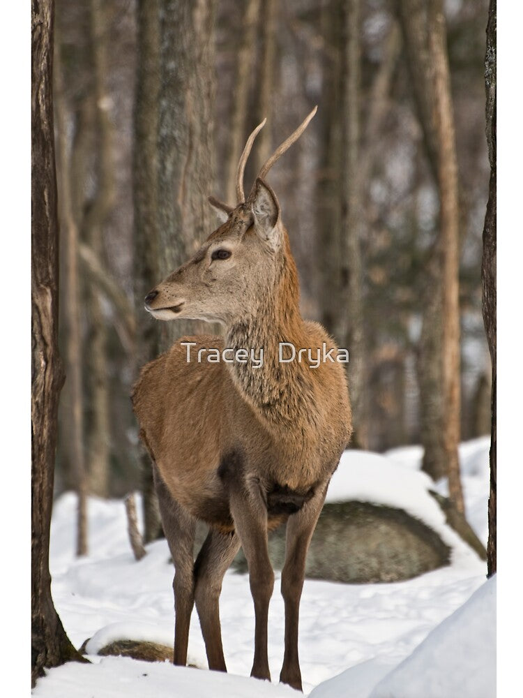 Young buck by Tracey  Dryka